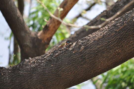 Image of Black-nosed Lizard