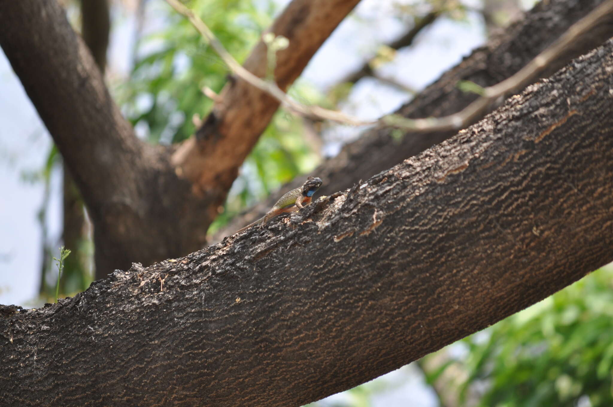 Image of Black-nosed Lizard