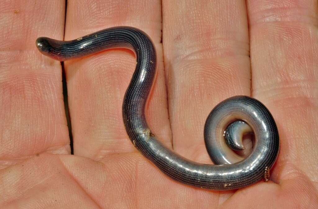 Image of Zambezi Blind Snake