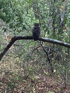 Image of Northern Spotted Owl