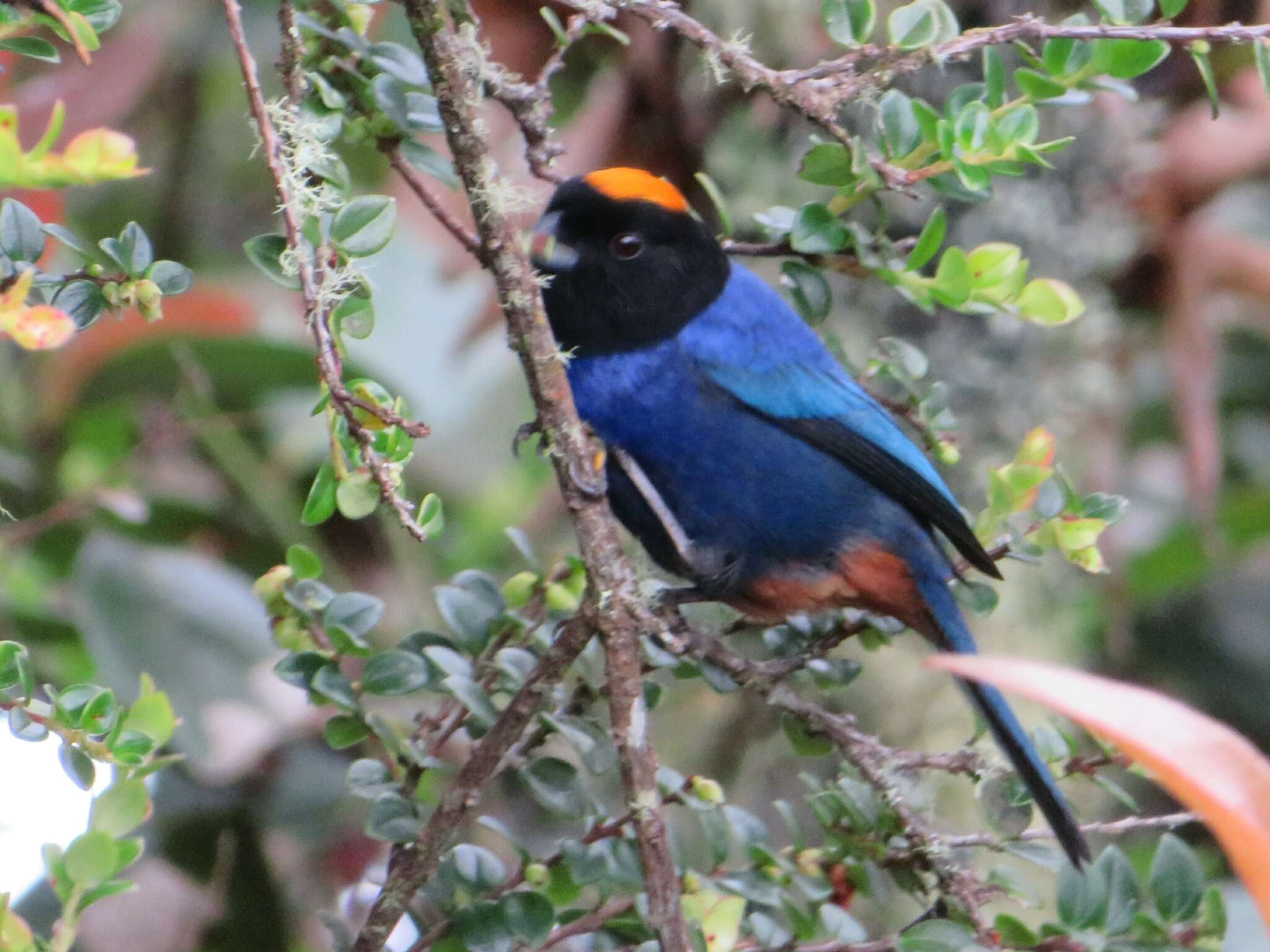 Imagem de Iridosornis rufivertex (Lafresnaye 1842)