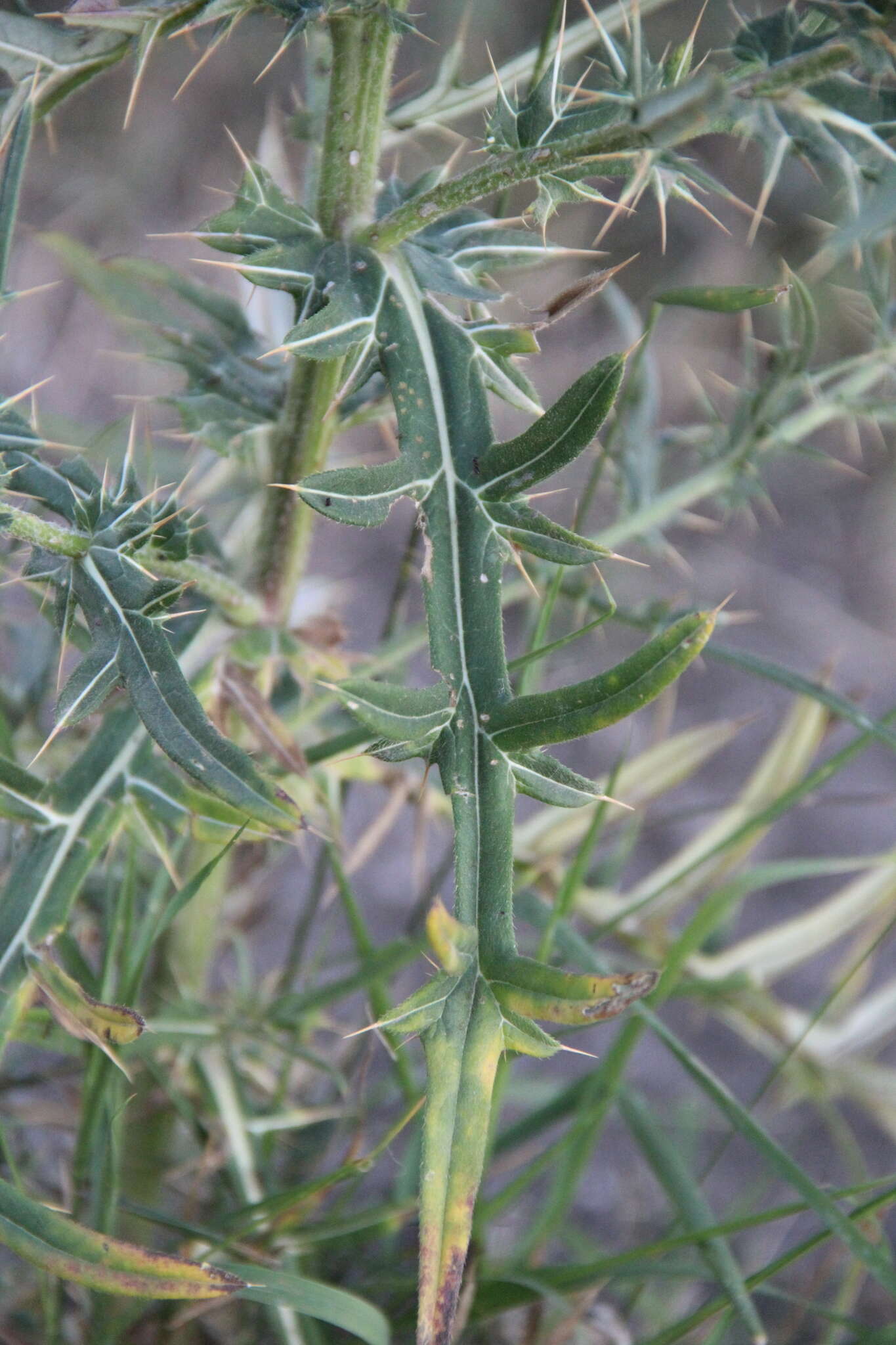 Слика од Cirsium ciliatum (Murray) Moench