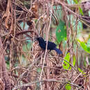 Image of Tapajos Fire-eye