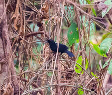 Image of Tapajos Fire-eye