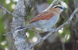 Слика од Tchagra senegalus orientalis (Cabanis 1869)