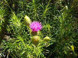 Слика од Ptilostemon chamaepeuce (L.) Less.