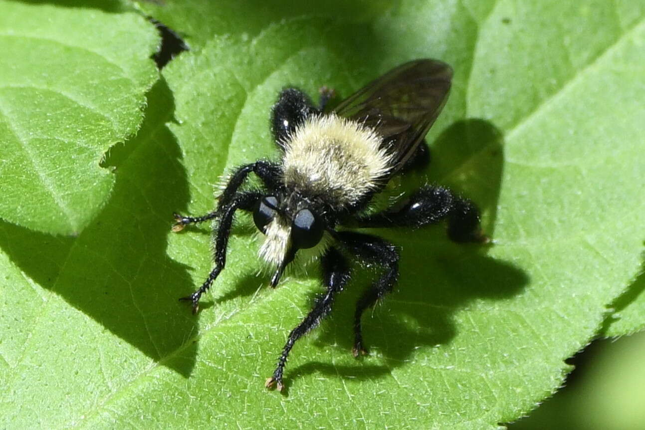 صورة Laphria flavicollis Say 1824