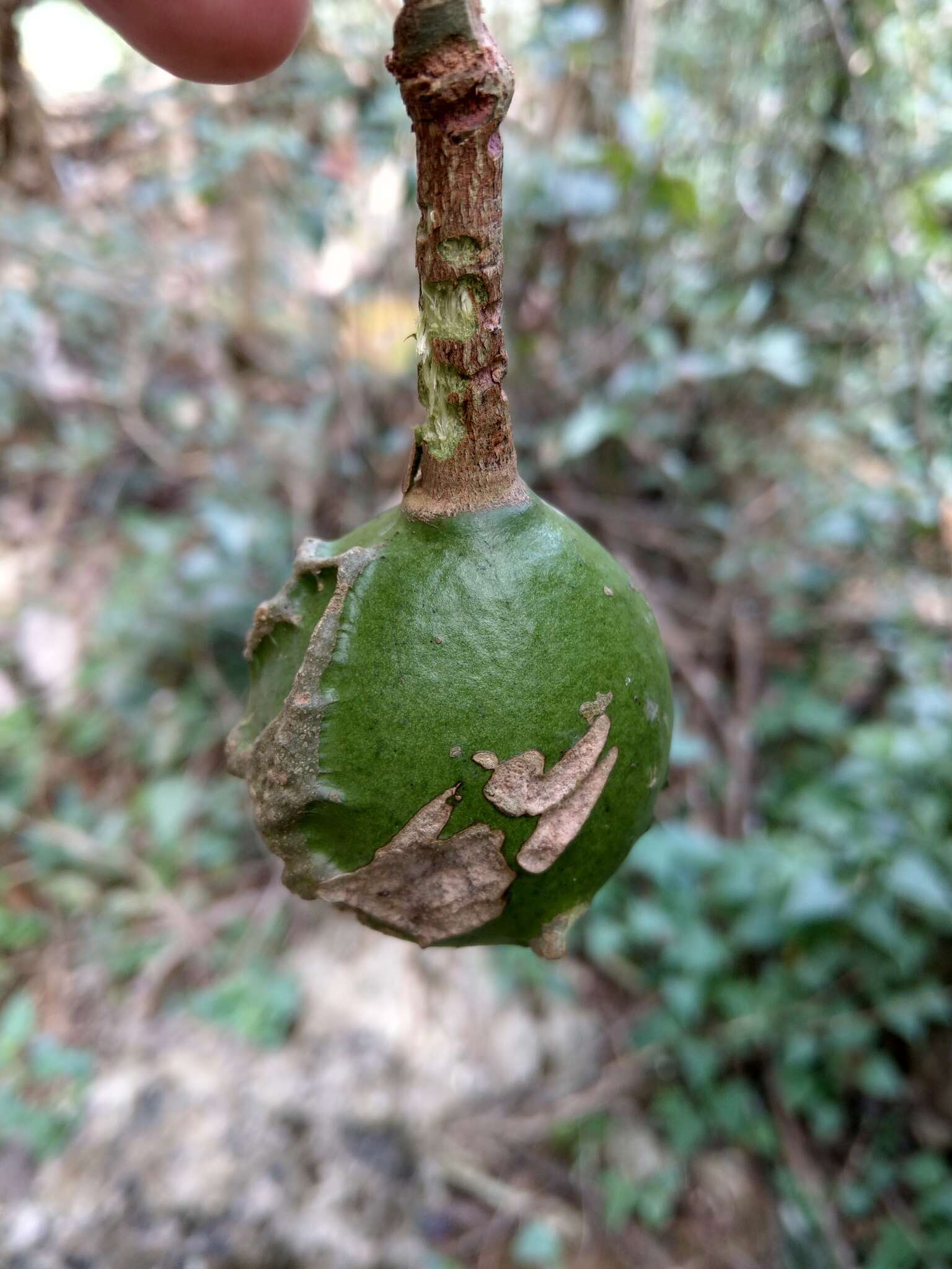 Sivun Capparis formosana Hemsl. kuva