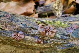 Image de Pachyella clypeata (Sacc.) Le Gal 1953