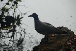 Image of Lava Gull