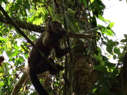 Image of Black-capped Capuchin