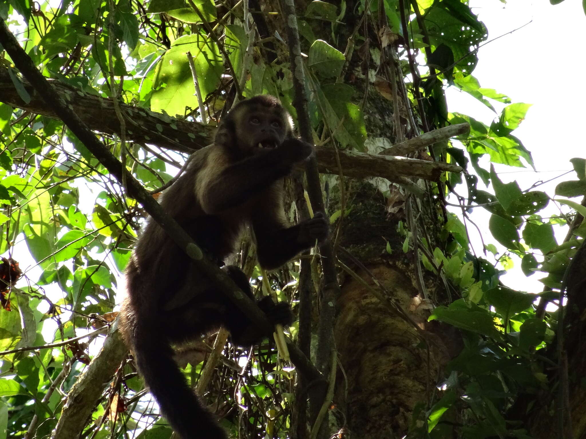 Image of Black-capped Capuchin