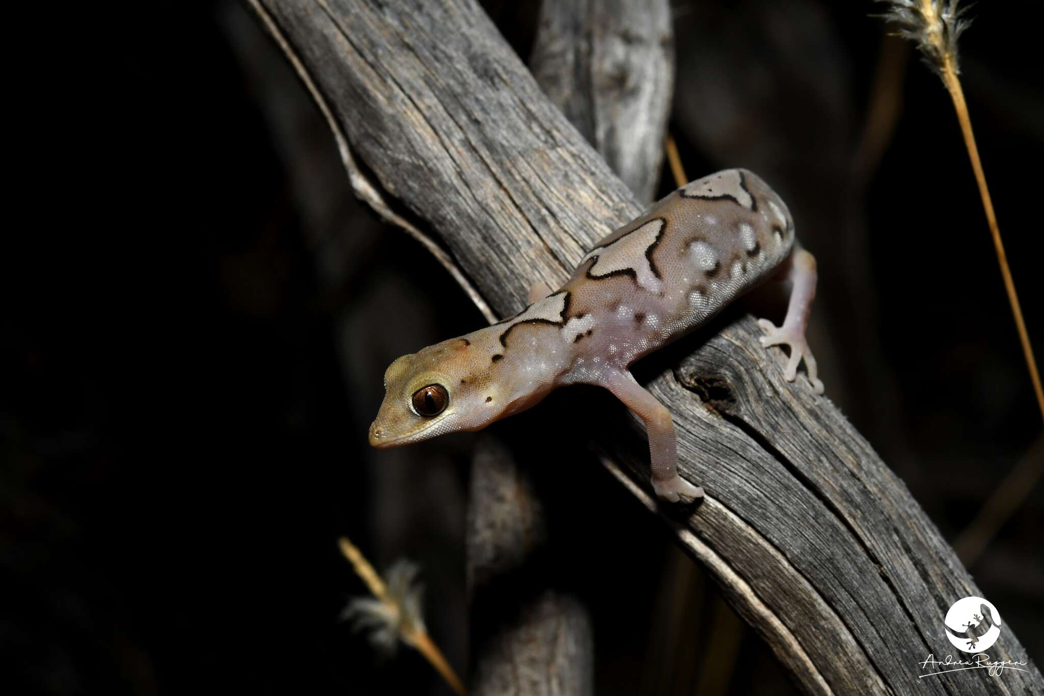 Imagem de Diplodactylus pulcher (Steindachner 1870)