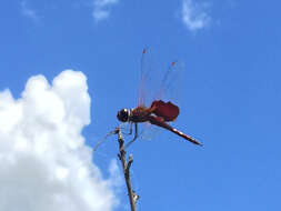 Image of Carolina Saddlebags