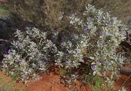 Image of Solanum lasiophyllum Dun.