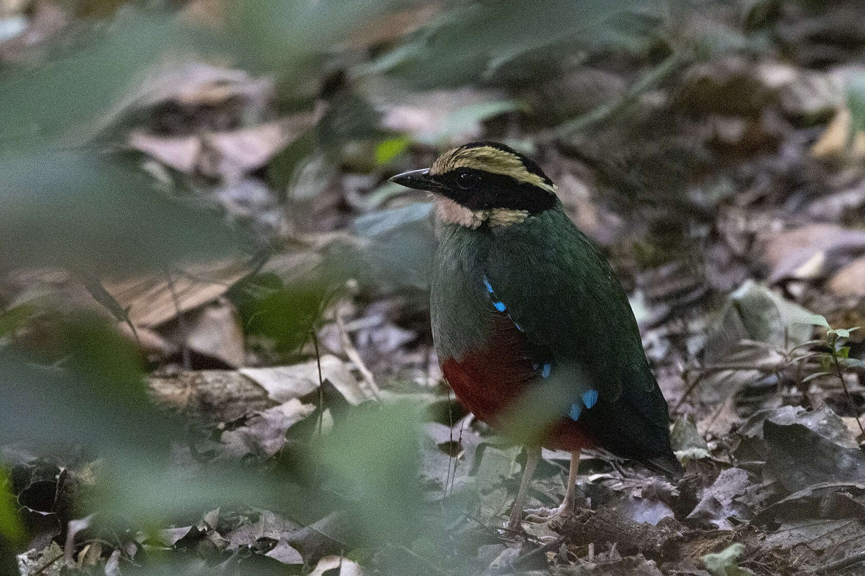 Image of Green-breasted Pitta