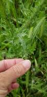 Image of Arabian thistle