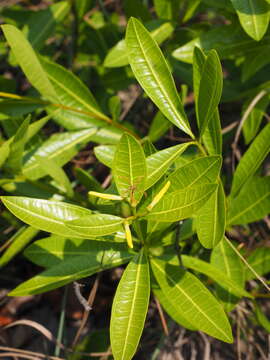 Landolphia lanceolata (K. Schum.) Pichon的圖片