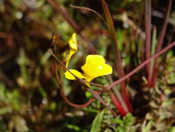 Image of Utricularia prehensilis E. Mey.