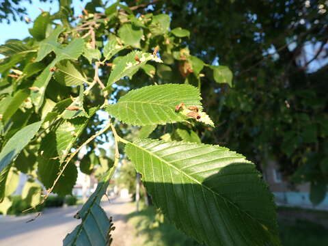 Image of Japanese elm