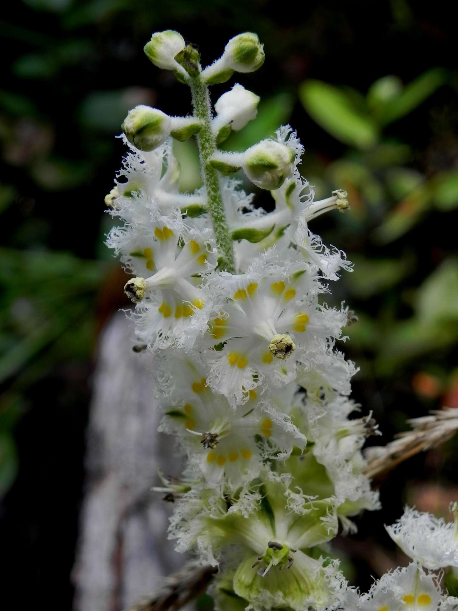 Image of Fringed False Hellebore