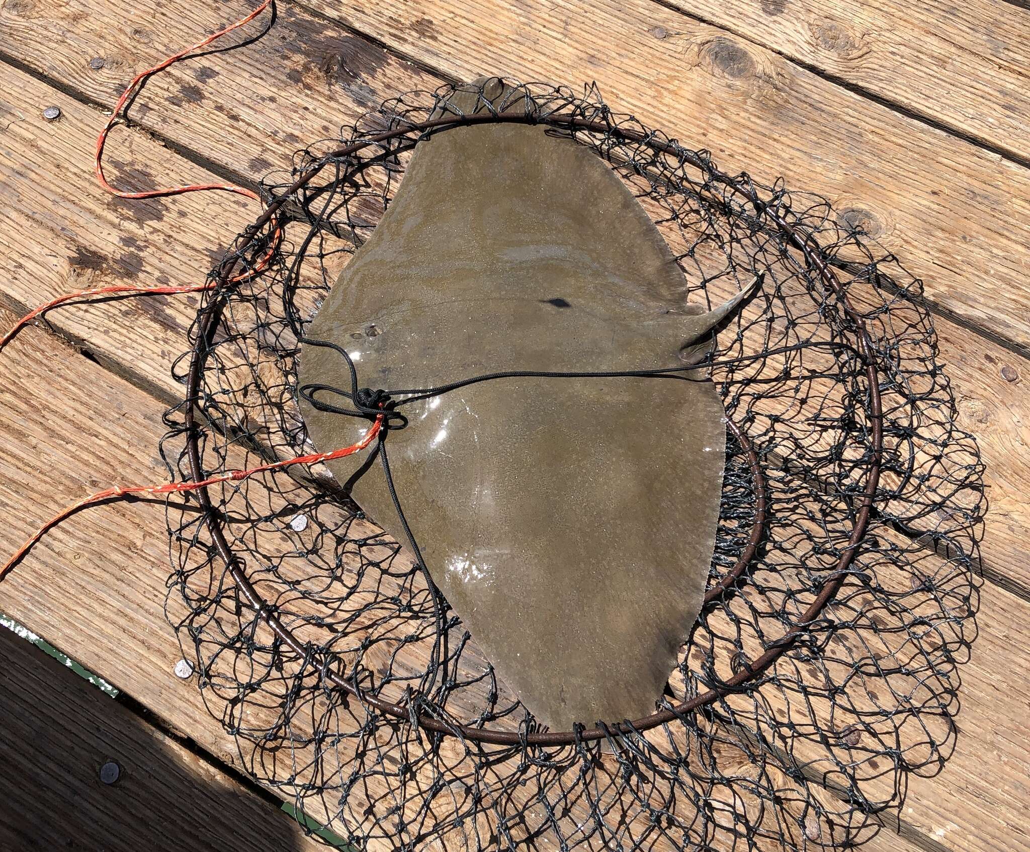 Image of California Butterfly Ray