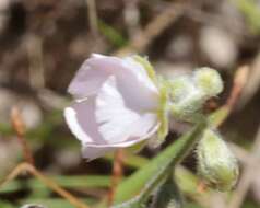 Image de Drosera brevicornis Lowrie