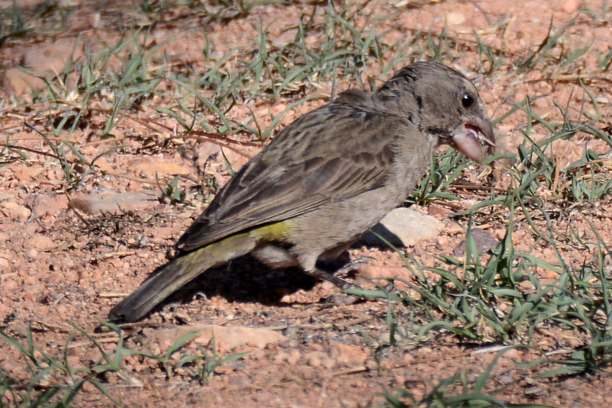 Image of White-throated Canary