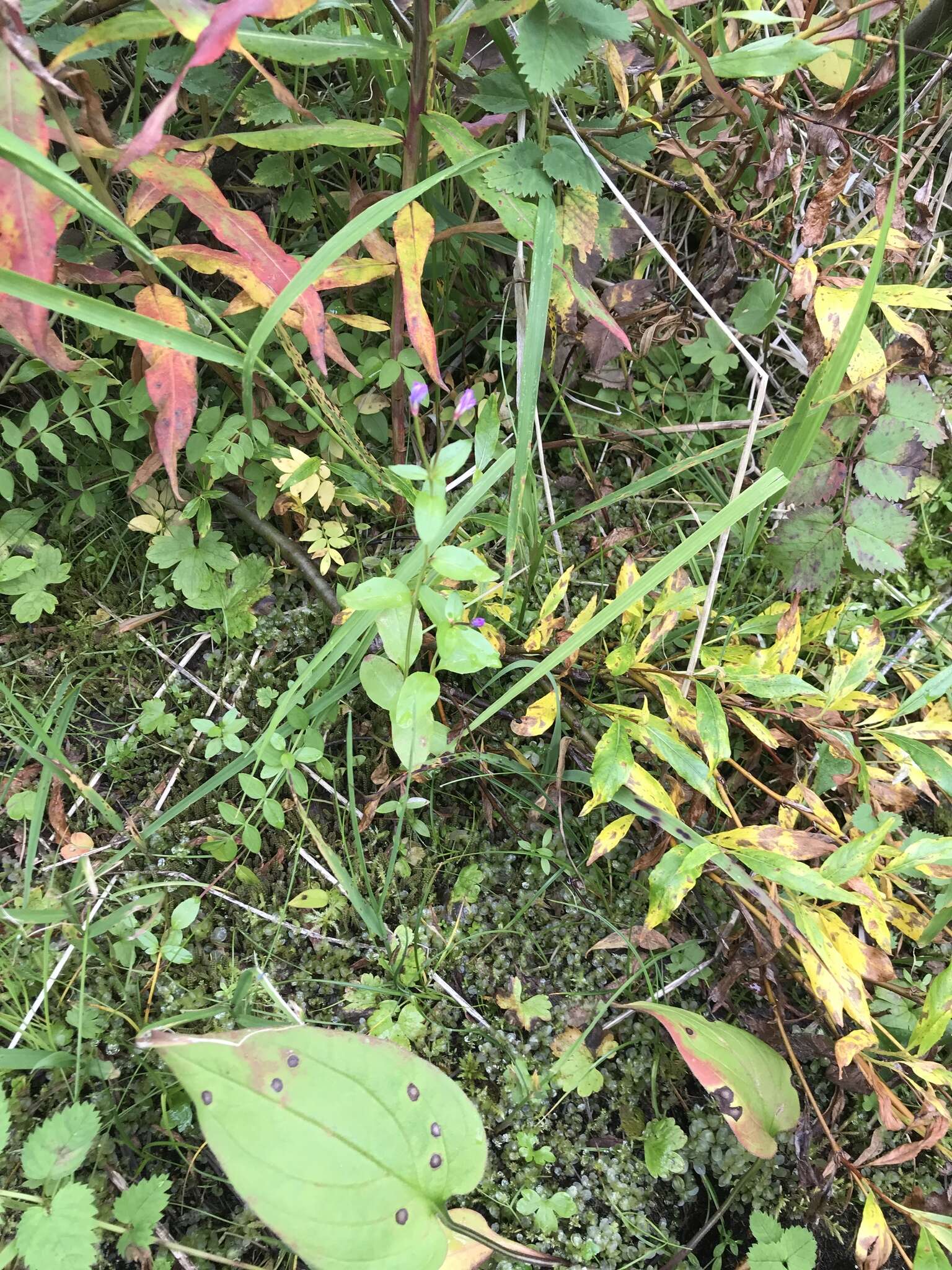 Image of Hornemann's Willowherb