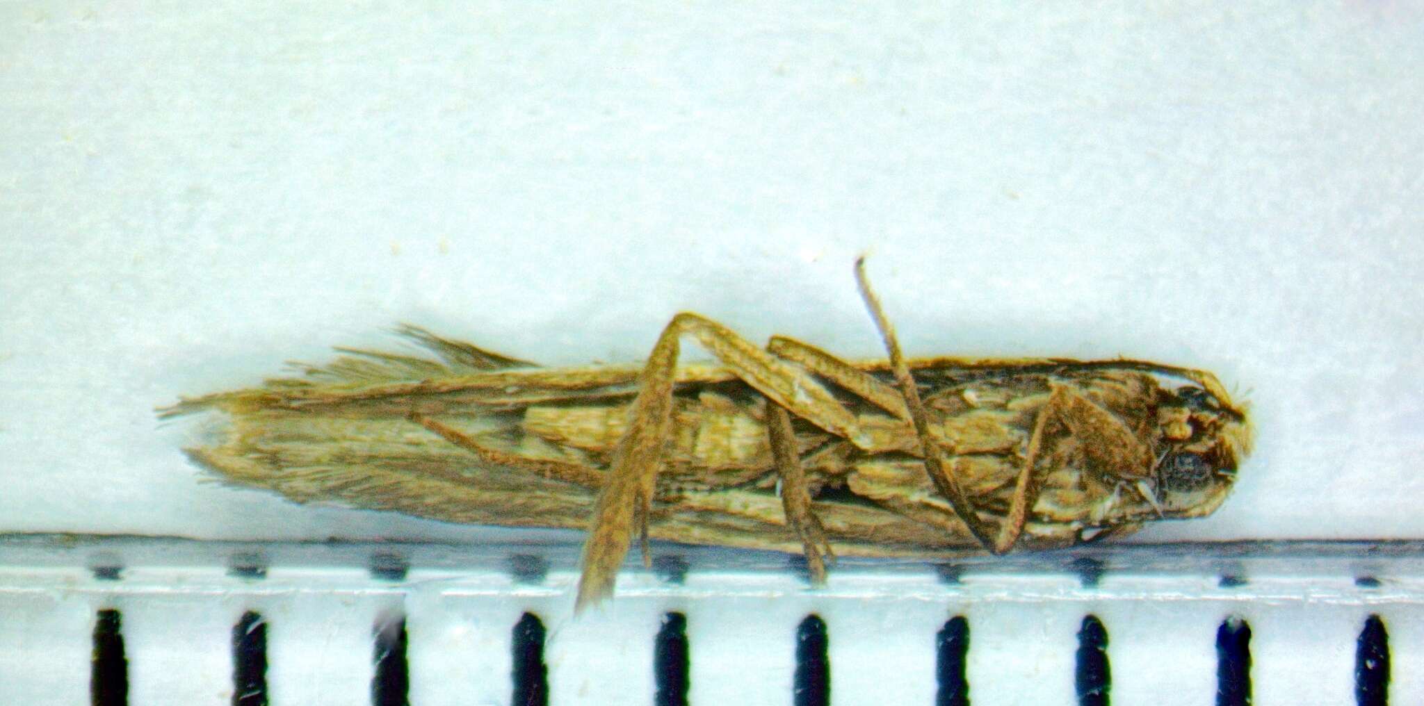 Image of Juniper webworm