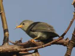 Image of Grey-brown White-eye