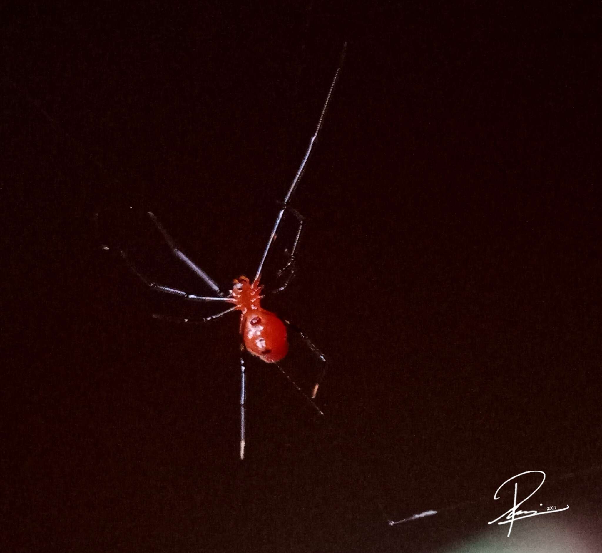 Image of Argyrodes flavescens O. Pickard-Cambridge 1880