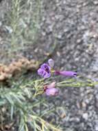 Слика од Penstemon sepalulus A. Nels.