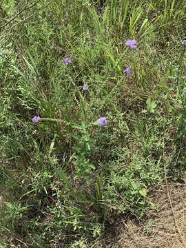 Image of Gulf vervain