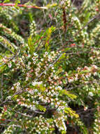 Thryptomene micrantha Hook. fil. resmi