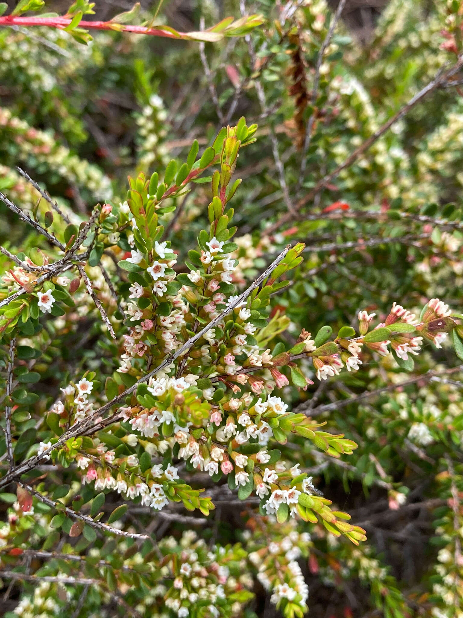 Thryptomene micrantha Hook. fil. resmi