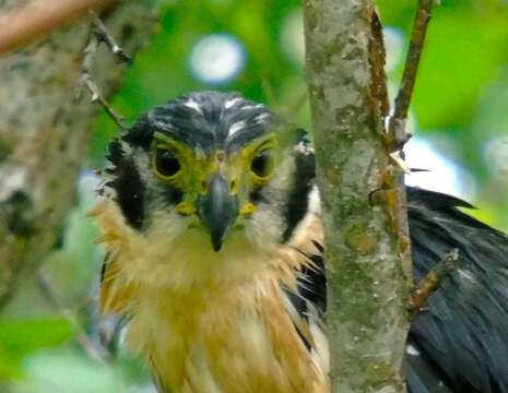 Image of Collared Forest Falcon