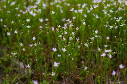 Image de Stylidium despectum R. Br.