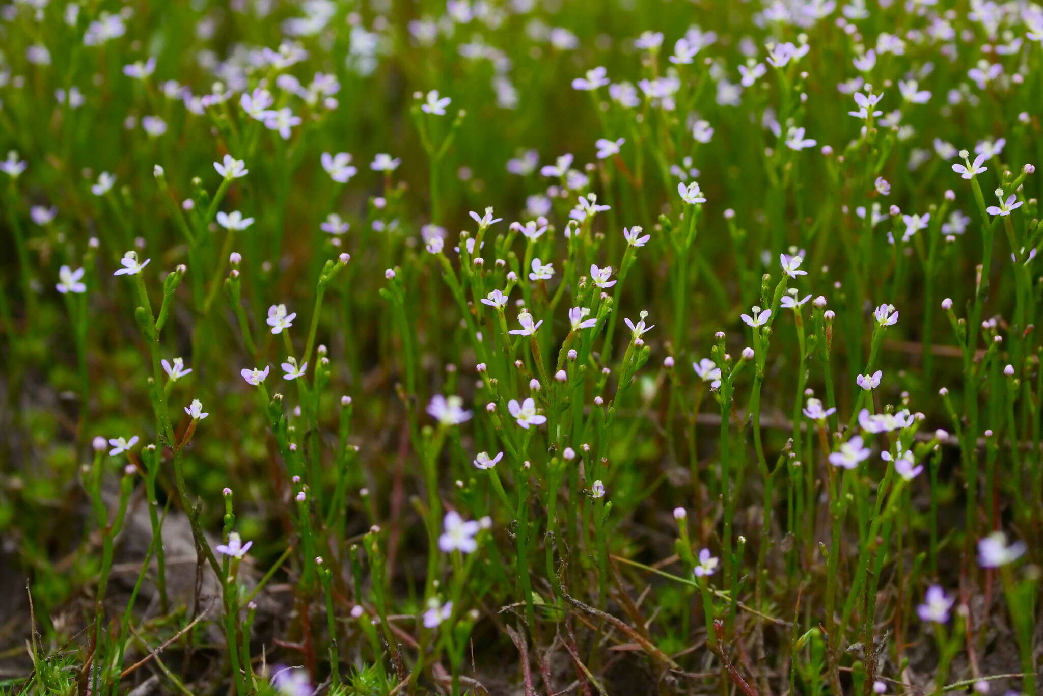 Image de Stylidium despectum R. Br.