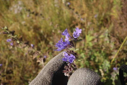 Imagem de Lophanthus chinensis Benth.