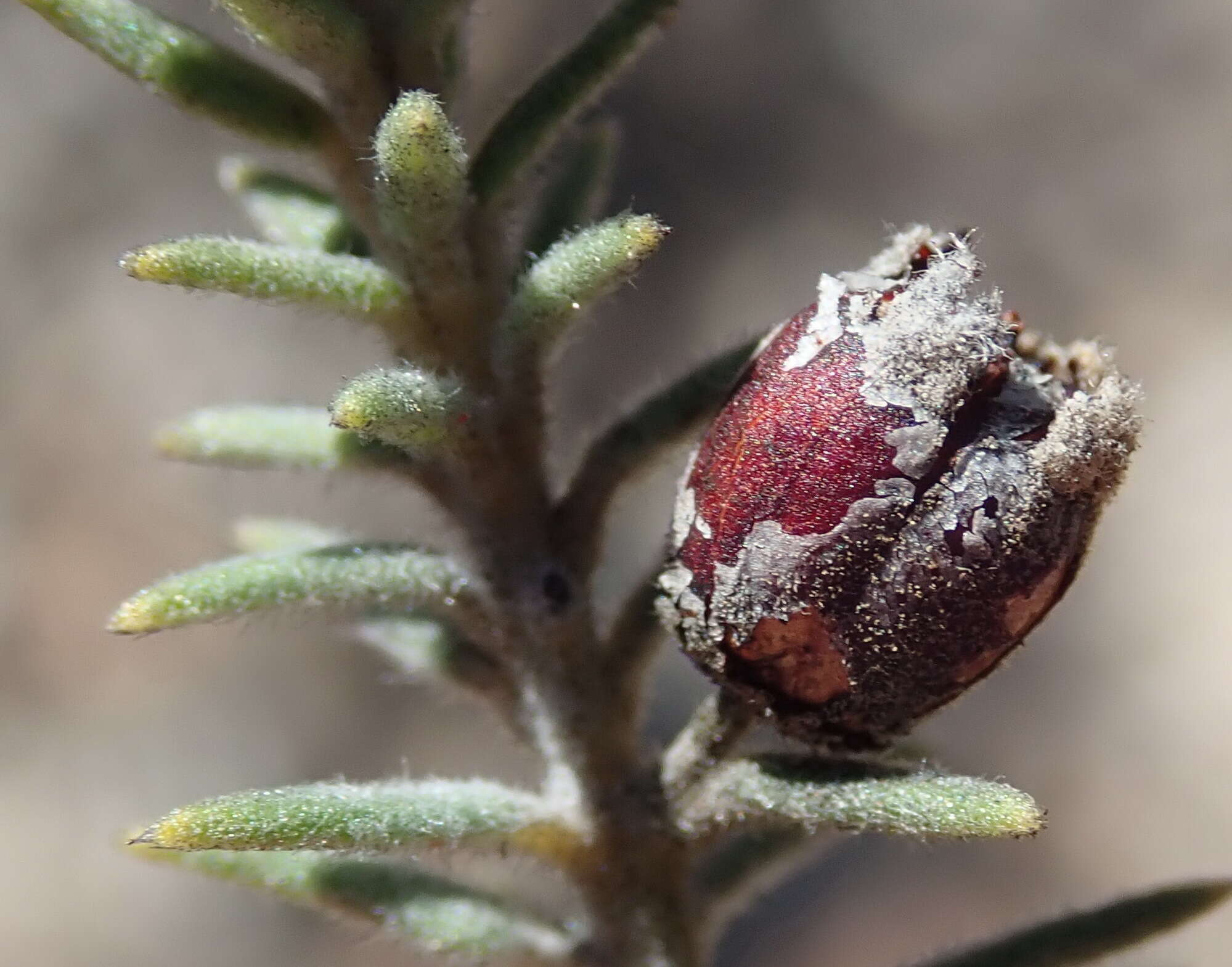 Image of Phylica axillaris var. pulchra Pillans