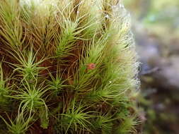 Image of Haller's bartramia moss