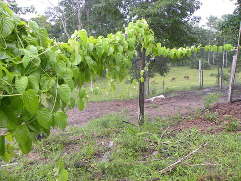 Imagem de Passiflora quadrangularis L.