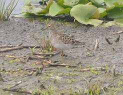 Image of Pectoral Sandpiper