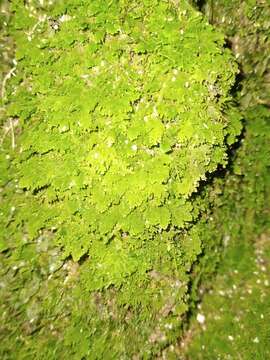 Image of Trichocolea hatcheri E. A. Hodgs.