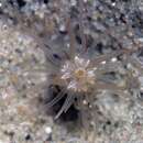 Image of timid burrowing anemone