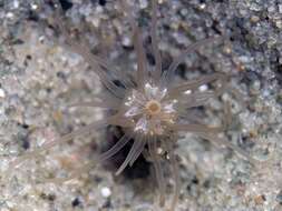 Image of timid burrowing anemone