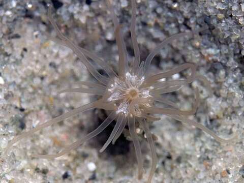 Image of timid burrowing anemone