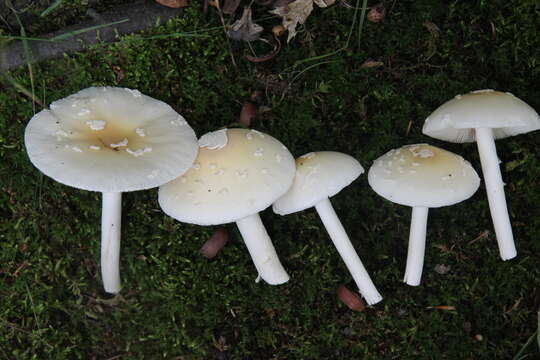 Imagem de Amanita albocreata (G. F. Atk.) E.-J. Gilbert 1941