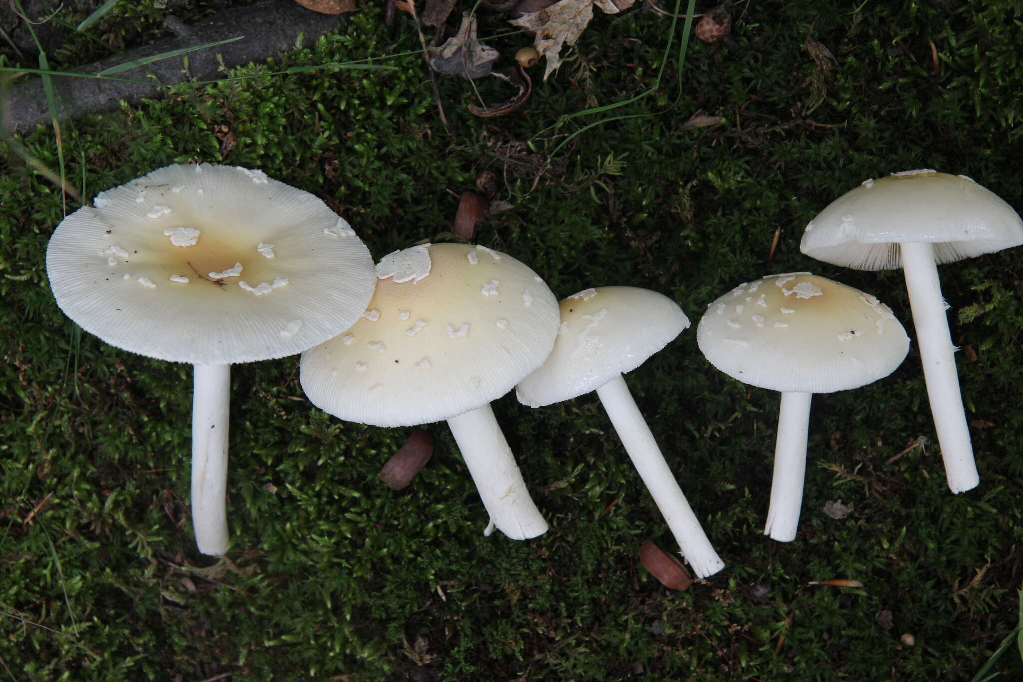 Image of Amanita albocreata (G. F. Atk.) E.-J. Gilbert 1941